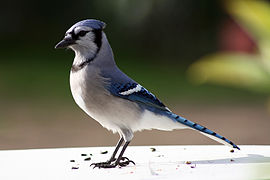 Blue jay