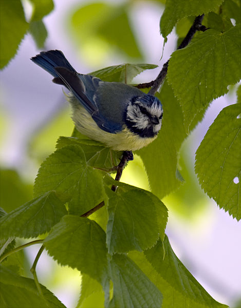 File:Bluetitnorwayperching.jpg