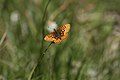 Boloria epithore