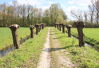 Knotwilgen na het knotten (Spijkenisse, 2015)