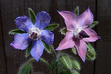 Two blossoms: the younger one is pink, the older blue. Borago officinalis, two blossoms.jpg