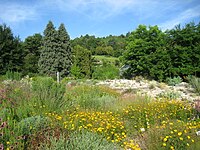 Botanical Garden of the University of Würzburg - IMG 6817.JPG