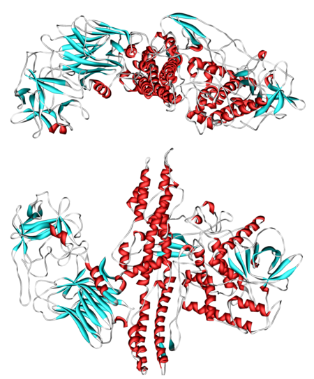 Botulinum