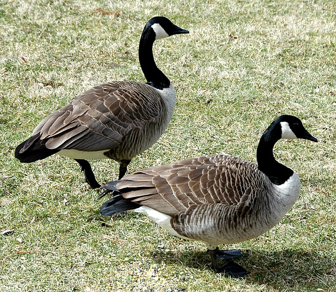 File:Branta canadensis (Canada geese) (Newark, Ohio, USA).jpg