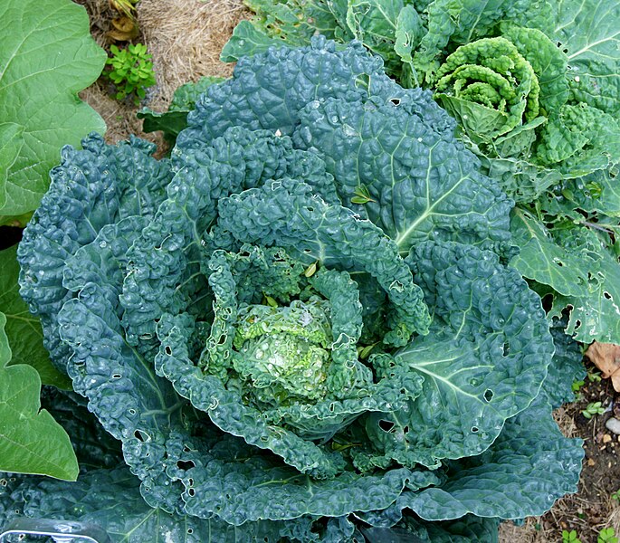 File:Brassica oleracea var. sabauda JdP.jpg