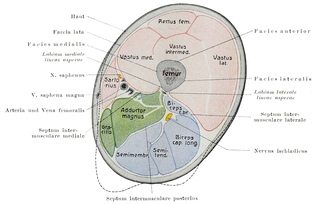 Thigh area between the pelvis and the knee; upper leg