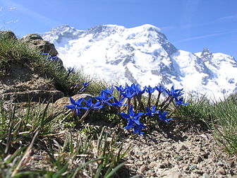 Fllors de genciana printaniére (Gentiana verna), devant lo mont du Breithorn cuchientenc (4 164 m) viu dês la stacion arpenche de Rotenboden, prés de Prât-Borgno dedens les Ârpes valêsanes (Suisse). (veré dèfenicion 2 048 × 1 536*)