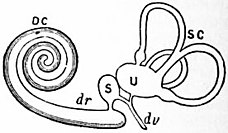 Britannica Ear 2.jpg