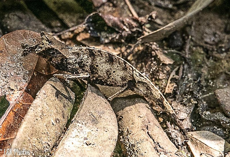 File:Brookesia therezieni 33567060.jpg