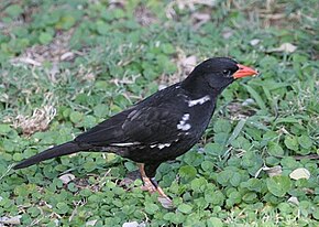 Описание изображения Bubalornis niger в национальном парке Крюгера.jpg.