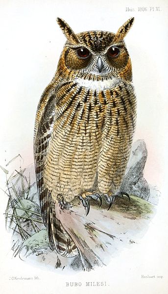 File:BuboMilesiKeulemans.jpg