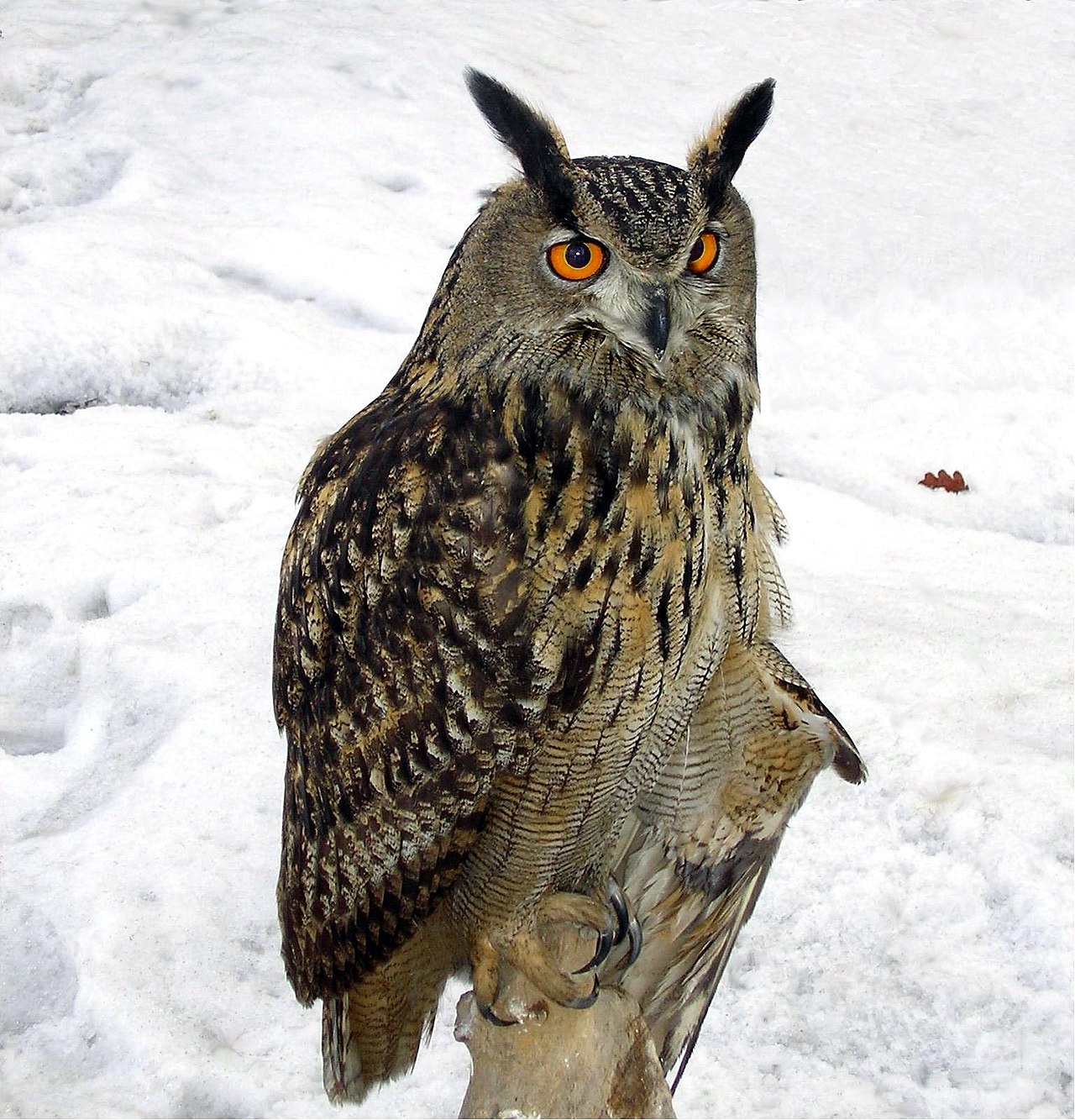 ミミズクとフクロウの違いや鳴き声は 野生での過ごし方とミミズクはかわいい Eizan S Pet Life