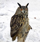 A large owl perched against a snowy background