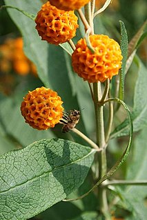 <i>Buddleja globosa</i> Species of flowering plant