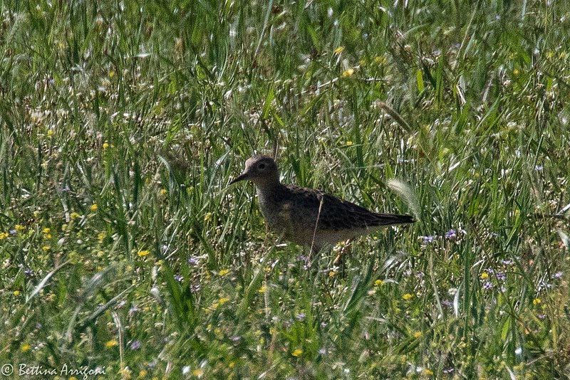 File:Buff-breasted Sandpiper TX1985 High Island TX 2018-04-24 08-58-23 (42068847821).jpg