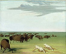 Bison hunt under the wolf-skin mask, George Catlin, c. 1832 BuffaloHunters.jpg