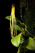 Bulbophyllum thiurum J.J.Verm. & P.O'Byrne, Gard. Bull. Singapore 57 136 (2005) (48405608047).jpg