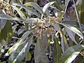 Bumelia lycioides.jpg