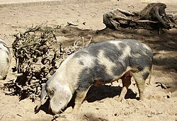 Pastel de cerdo danés