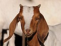 * Nomination Boer goat --Böhringer 20:25, 5 October 2010 * Promotion (UTC) Good --Ankara 21:46, 5 October 2010 (UTC)