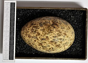 Яйцо в музее
