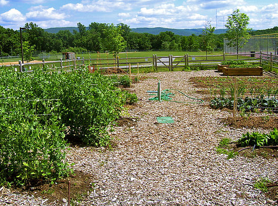 An organic garden on a school campus