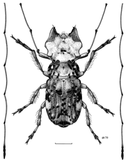 <i>Hoherius</i> Species of insect