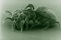 CSIRO ScienceImage 22 Spider Mite Attacked by a Predator Mite.jpg