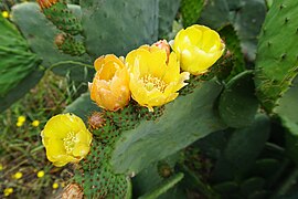 Cactus Opuntia ficus-indica Higo Chumbo Camino de Hierro La Fregeneda Arribes del Duero.jpg