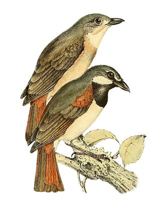 Calicalicus madagascariensis 1868.jpg