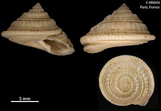 <i>Calliotropis eucheloides</i> Species of gastropod