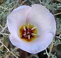 Calochortus flexuosus