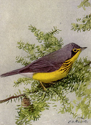 Trillo canadese maschio (Cardellina canadensis)