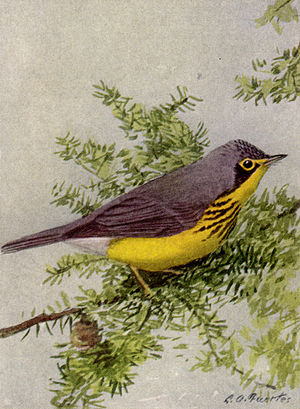 Canada Warbler NGM-v31-p320-D.jpg