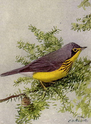 <i>Wilsonia</i> (bird) Genus of birds