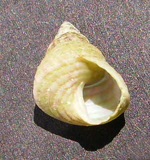 <i>Cantharidus purpureus</i> species of mollusc