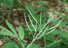 Cardamine heptaphylla3.jpg