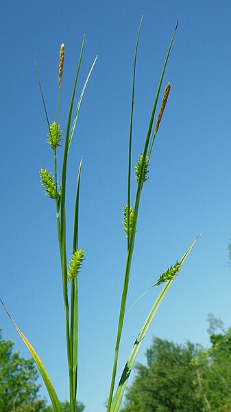 File:Carex punctata inflorescens (1).jpg