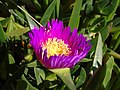 Carpobrotus edulis Uña de gato