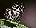 Banded_blue_pierrot_by_N_A_Nazeer