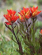 Peirsons paintbrush (Castilleja peirsonii) closeup of red flowers