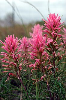 Castilleja purpurea Castilleja purpurea.jpg