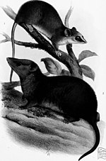 Miniatura para Monodelphis scalops