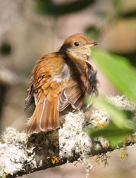 Catharus frantzii