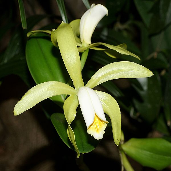 File:Cattleya forbesii Orchi 117.jpg