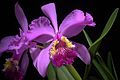 Cattleya lueddemanniana