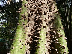 Espinas en un tronco joven de Ceiba pentandra.