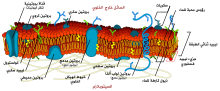 Cell membrane detailed diagram ar.svg