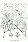 Celtis australis