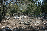 Witte grafstenen met Arabische inscripties stippelen de grond, evenals rotsen die begraafplaatsen zonder inscripties omlijnen.  Er zijn onder meer een aantal olijfbomen.
